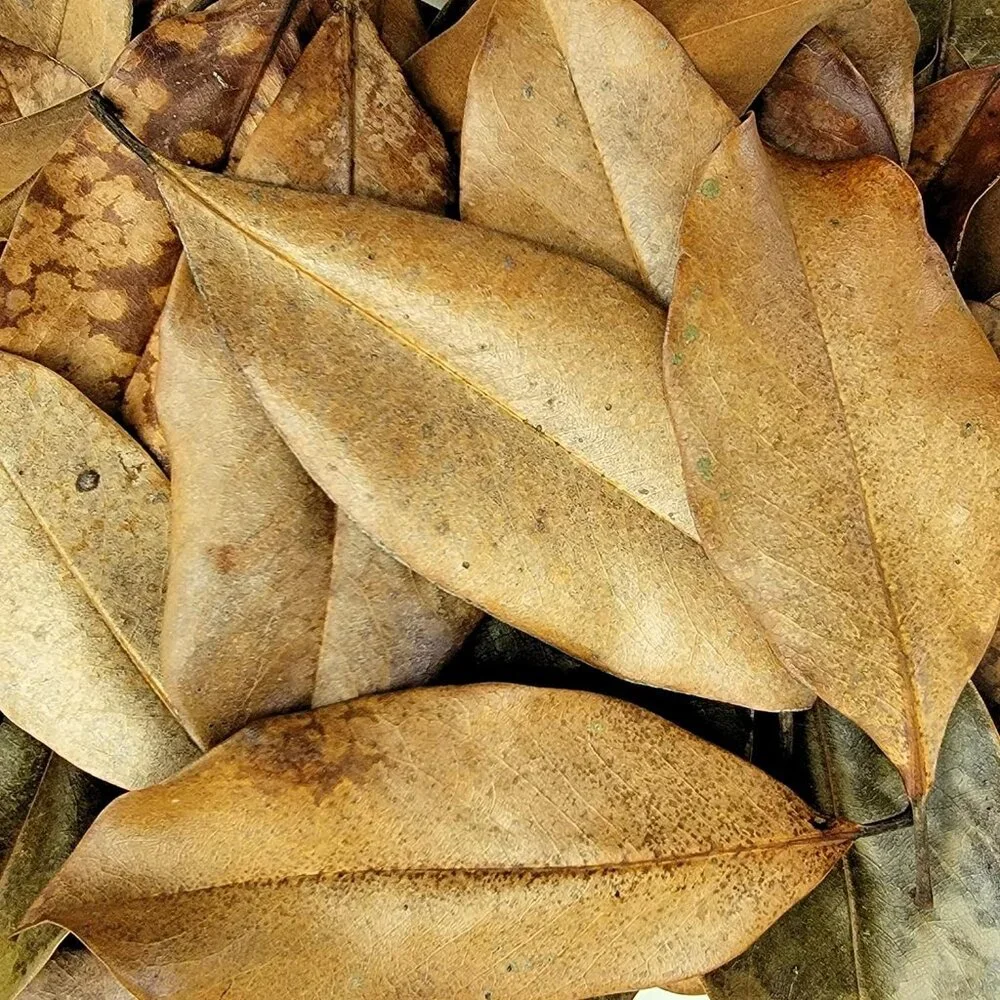 Magnolia Leaf Litter, 30-35 Premium Bioactive Enclosures, Reptiles, Amphibians